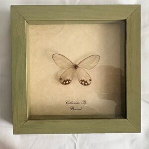 Butterfly Designs with Delicate Mounted Butterfly in Sage Green Shadow Box